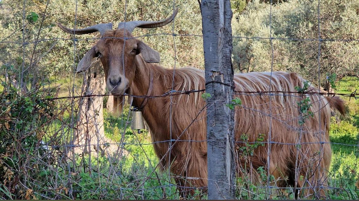 Agriturismo Serre SantʼAgata di Militello Екстериор снимка
